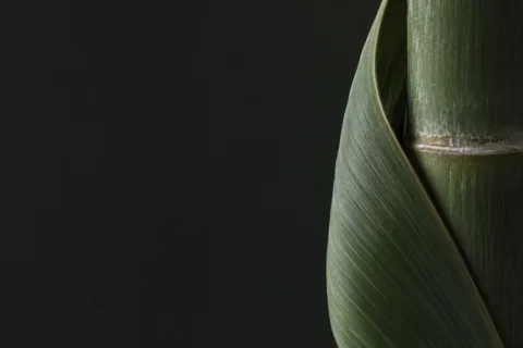 节点窄缝里的卷叶